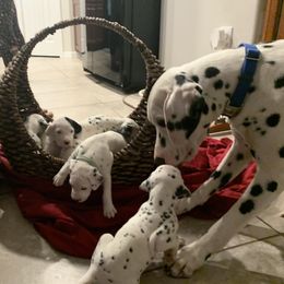 Dalmatian Puppies from Dalmatian Pandas
