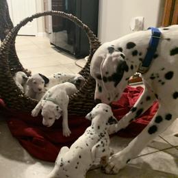 Dalmatian Puppies from Dalmatian Pandas