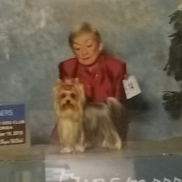 Bree - Yorkshire Terrier