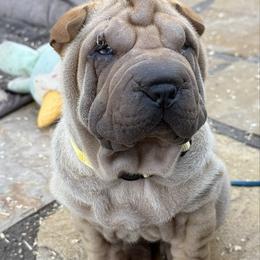 Girl 3 horsecoat - Fawn female Chinese Shar-Pei puppy in Fairfield, Texas from Majesty SharPei