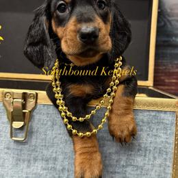 Frankie (Yellow - Black and tan female Dachshund puppy in Leoma, Tennessee from Southbound Kennel