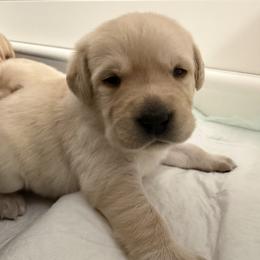 Twix - Yellow male Labrador Retriever puppy in Eugene, Oregon from LakeHouse Labrador Retriever LLC