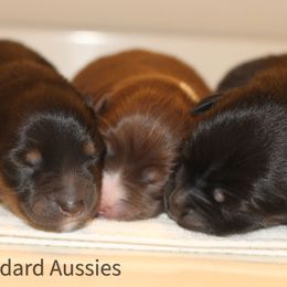 Dasher - Red tri-color female Australian Shepherd puppy in Canyon, Texas from AW Standard Aussies