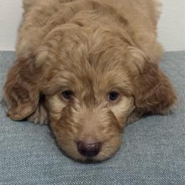 Eliza - Red  female Goldendoodle puppy in Tybee Island, Georgia from Castaway Doodles