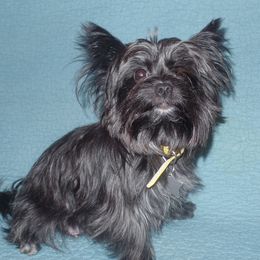 Ebony - Yorkshire Terrier