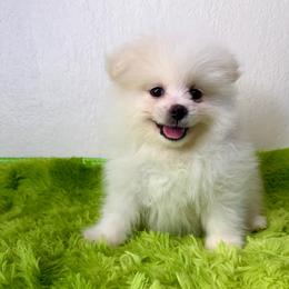 Mbappe - Cream male Pomeranian puppy in Los Angeles, Santa Clarita, California from LT_Poms