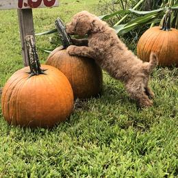 Poodle Puppies from Hidden Treasures Farm LLC