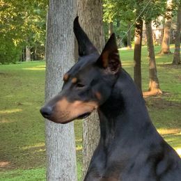 Mira - Doberman Pinscher