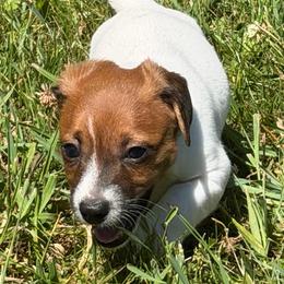 Order of pick determined by order of deposits - White and tan male Russell Terrier puppy in Andover, Connecticut from Frog Hollow Farm