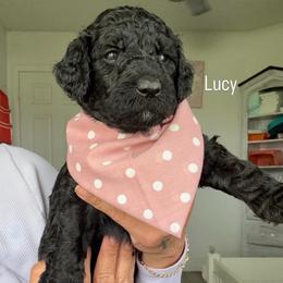 Lucy - Black and white female Assorted Doodle Crosses puppy in Port Saint Lucie, Florida from Sommerdoodle