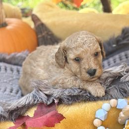 Ruger - Apricot male Saint Berdoodle puppy in Swartz Creek, Michigan from Whisky Paws Saint Berdoodles and Poodle Pups