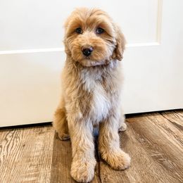 Mozzi - Apricot female Aussiedoodle puppy in Flagstaff, Arizona from Gunstock Doodles