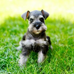 Luna - Salt and pepper female Miniature Schnauzer puppy in Snowflake / Phoenix, Arizona from Snowflake Schnauzers