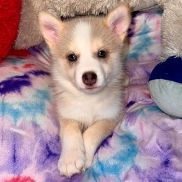 Pomeranians and Pomskies from Michelle’s Posh Pomsky