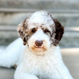 Australian Labradoodles, Cockapoos, and Goldendoodles from Emma Doodles