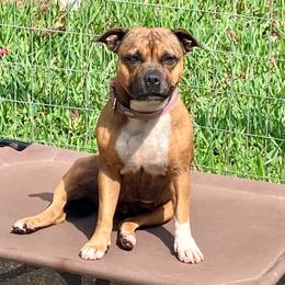 June - Staffordshire Bull Terrier