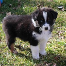 Quintin - Black tri-color male Australian Shepherd puppy in Kansas, Oklahoma from Windy G Farm