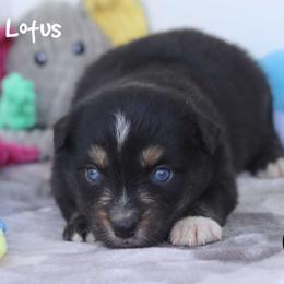 Lotus - Black tri female Miniature Australian Shepherd puppy in Garden Plain, Kansas from Krazy K Aussies