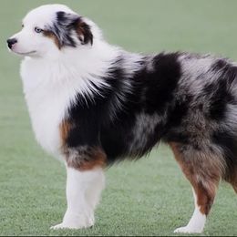 Miniature Australian Shepherds and Pembroke Welsh Corgis from Amy's Rocky Mountain Aussies