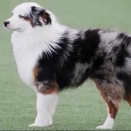 Miniature Australian Shepherds and Pembroke Welsh Corgis from Amy's Rocky Mountain Aussies