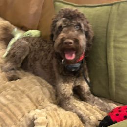Chai-tea - Goldendoodle