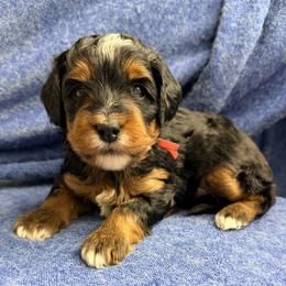 Flannel - Sweater Weather - Tri-color male Bernedoodle puppy in Charleston, South Carolina from Palm Belle Doodles