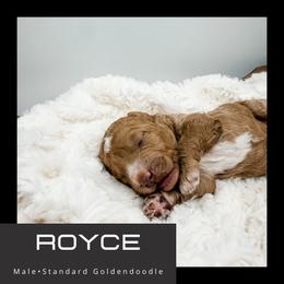 Royce - Red  male Goldendoodle puppy in Brookville, Pennsylvania from Woodland Mountain Doodles