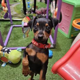 Hunter - Black and tan male Miniature Pinscher puppy in Baton Rouge, Louisiana from Pike's Pups