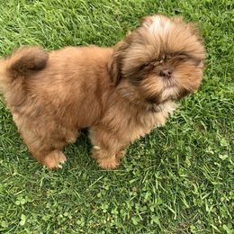 Shih Tzu Puppies from Meihem Pups
