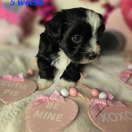 Zumi - Black and white female Havanese puppy in Trinity, Alabama from Tooties Cuties Havanese