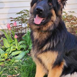 Bourbon - German Shepherd