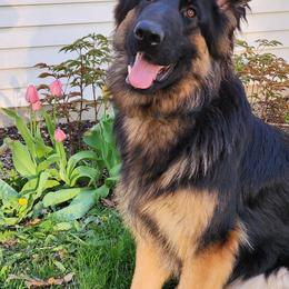 Bourbon - German Shepherd