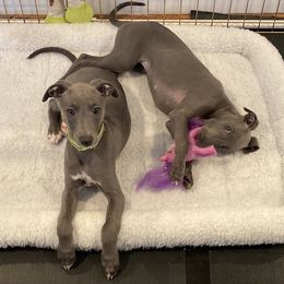 Whippet Puppies from Moodyblues Whippets