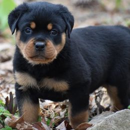 Bronson - Black and mahogany male Rottweiler puppy in Catawissa, Pennsylvania from Sharp Ridge Rottweilers