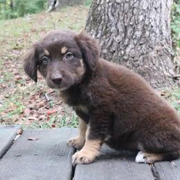 Sriracha - Red tri-color female Australian Shepherd puppy in Macon, Georgia from Shaina’s Shepherds