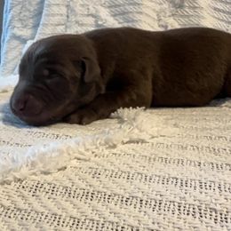 Traveler - Chocolate male Labrador Retriever puppy in Lucasville, Ohio from Backwoods Labradors