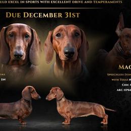 Border Terriers and Dachshunds from Cedar Run Border terriers