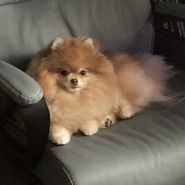 Pomeranian All Grown Up from ShowPomeranians