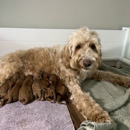Goldendoodle Puppies from Utah Golden-doodles
