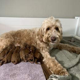 Goldendoodle Puppies from Utah Golden-doodles