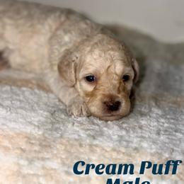 Cream Puff - Parti male Goldendoodle puppy in Beecher, Illinois from Erica’s Doodles