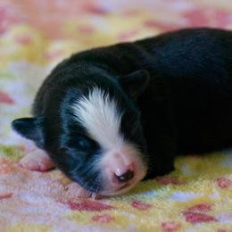 Smokey - Black tri male Miniature American Shepherd puppy in Chocowinity, North Carolina from Foxtail Hollow