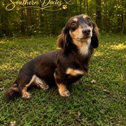 Nola - Dachshund