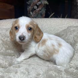 Claus - Dapple male Dachshund puppy in Washburn, Tennessee from Clinch Mountain Dachshunds