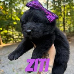Ziti - Black female German Shepherd puppy in Fort Jennings, Ohio from Von Holtzapple German shepherds