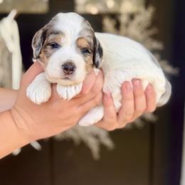Elephant (Elli) - Merle female Bernedoodle puppy in Salt Lake County, Utah from Coco Avenue Pups