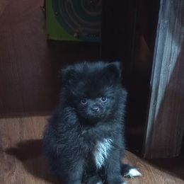 Boy 1 - Red sable male Pomeranian puppy in Castleberry, Alabama from Renee's Pomeranians