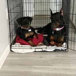 Doberman Pinscher Puppies from Jensen Dobermans