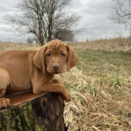 Vizslas from Martin Kennel