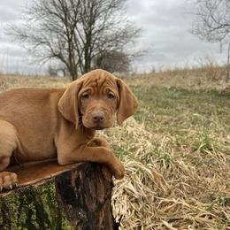 Vizslas from Martin Kennel
